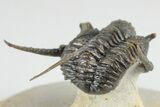 Spiny Cyphaspis Trilobite - Ofaten, Morocco #203018-4